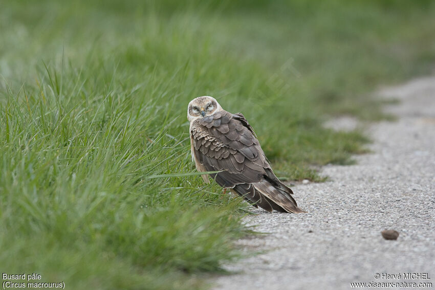 Pallid Harrier male Second year