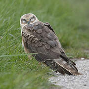 Pallid Harrier