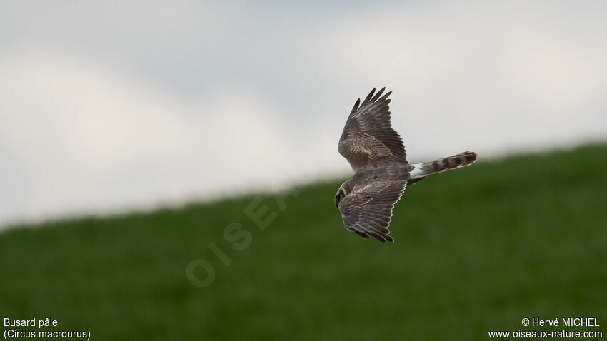 Pallid Harrier male Second year