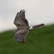 Pallid Harrier