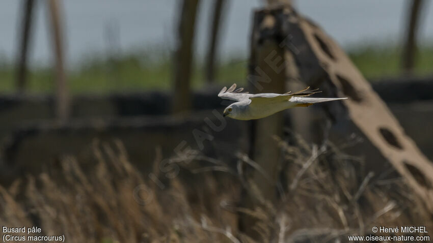 Pallid Harrier male subadult