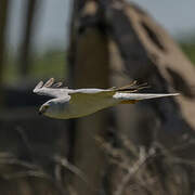 Pallid Harrier