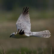 Pallid Harrier