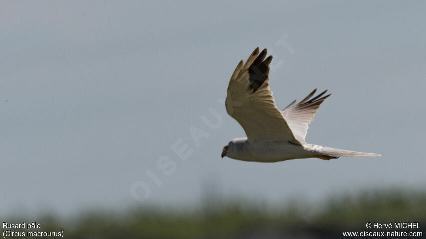 Pallid Harrier male subadult