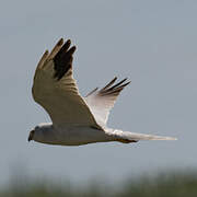 Pallid Harrier