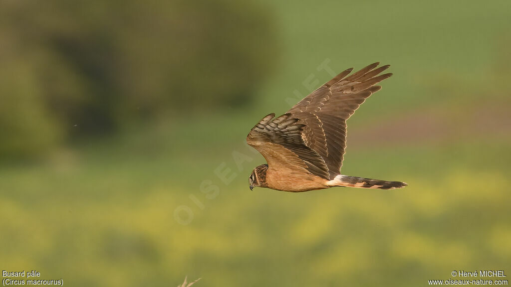 Pallid Harrier female Second year