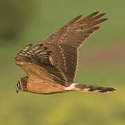 Pallid Harrier