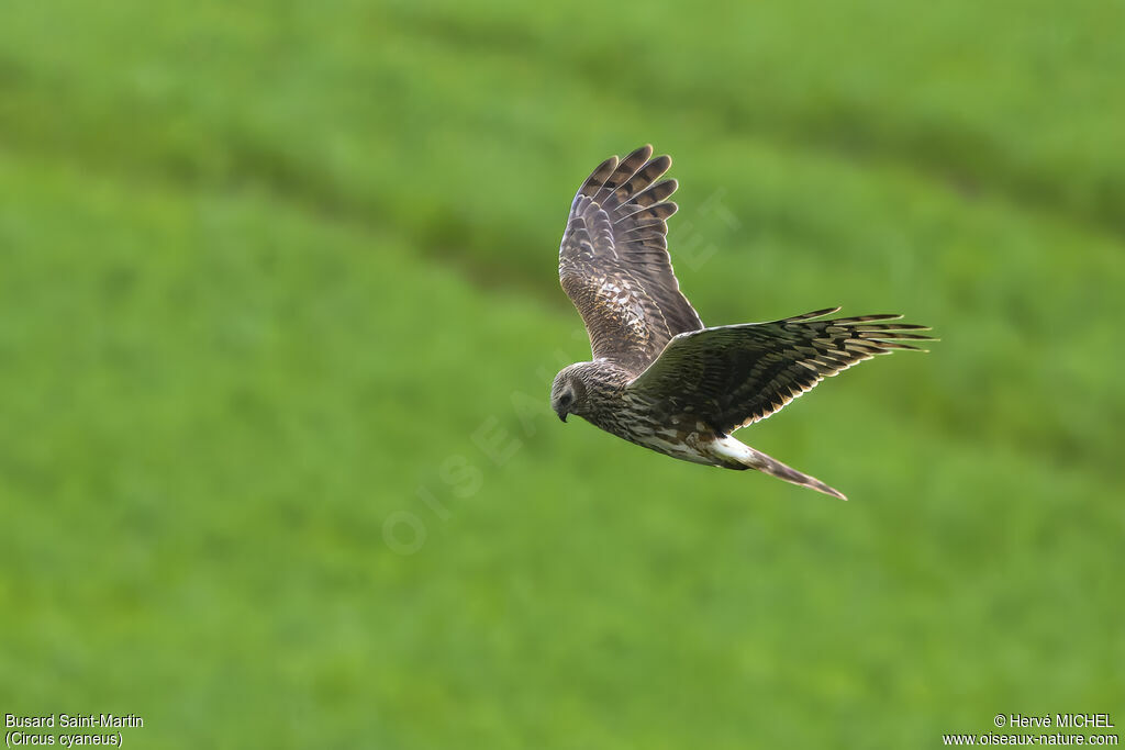 Hen Harrier female adult