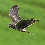 Hen Harrier