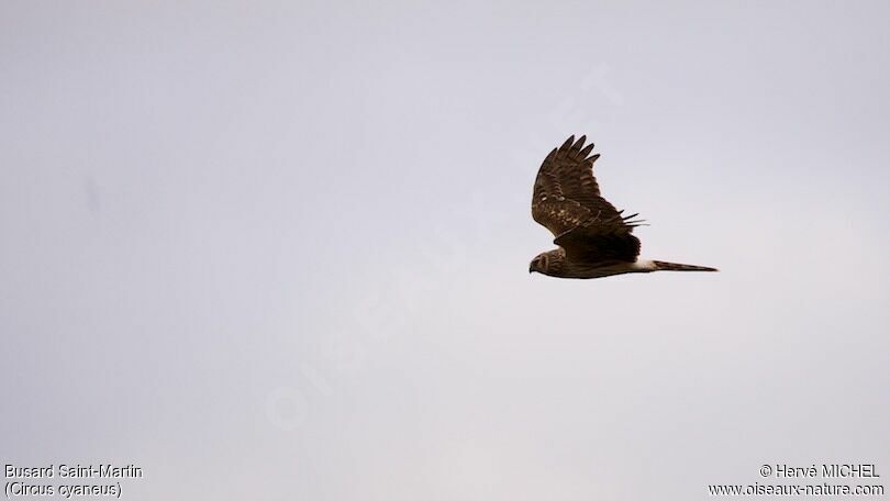 Hen Harrier female