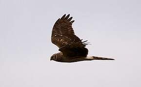 Hen Harrier