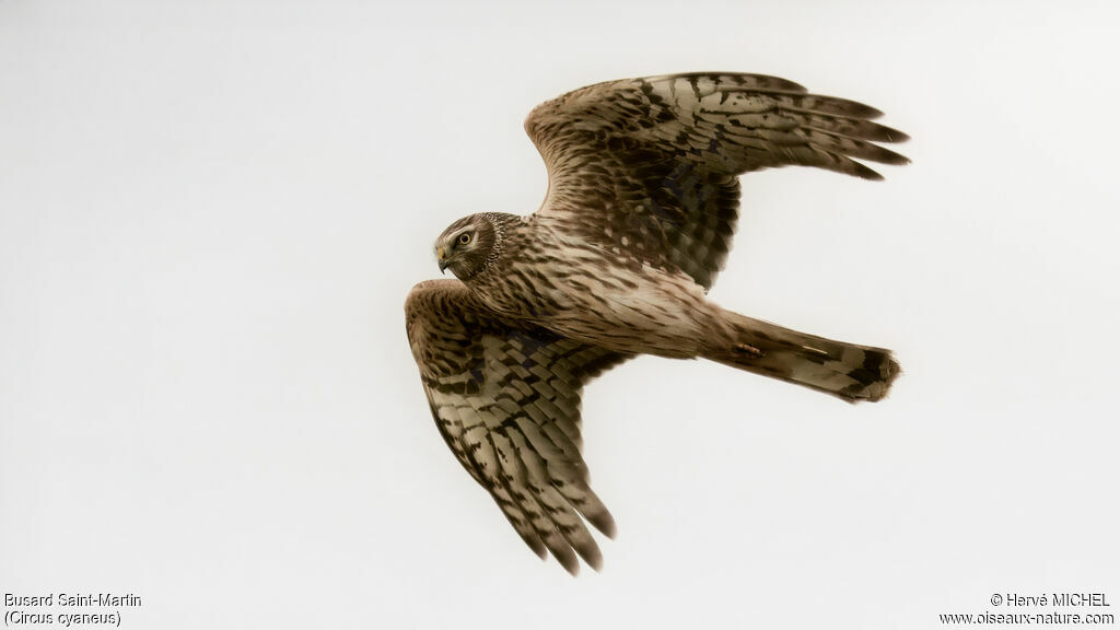 Hen Harrier female immature