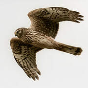 Hen Harrier