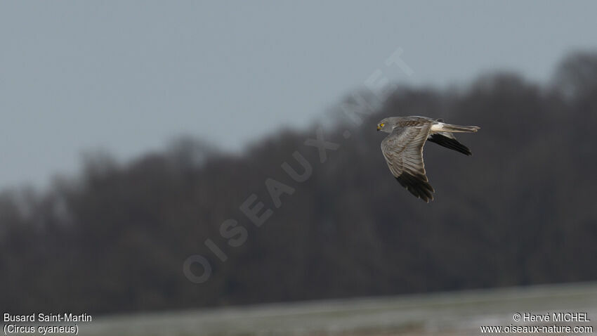 Hen Harrier male Third  year