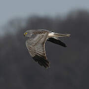 Hen Harrier