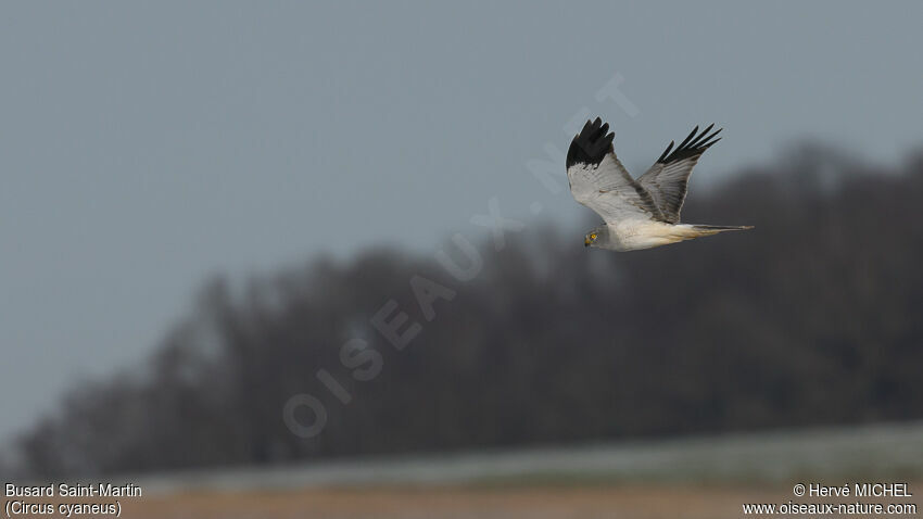 Hen Harrier male Third  year