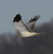 Hen Harrier