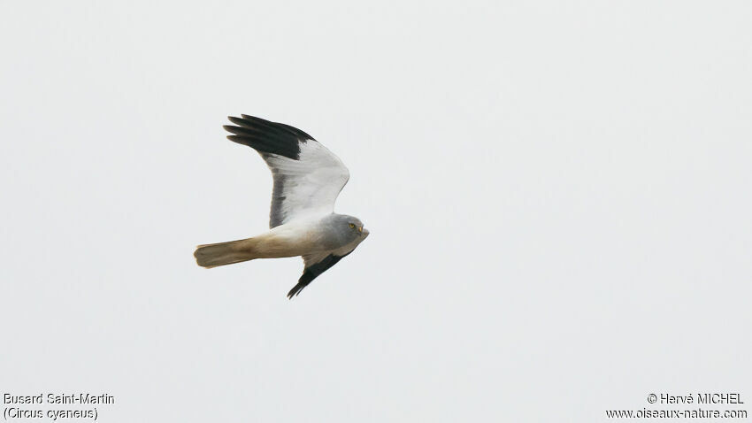 Hen Harrier male adult