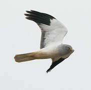 Hen Harrier