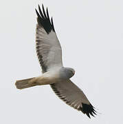 Hen Harrier