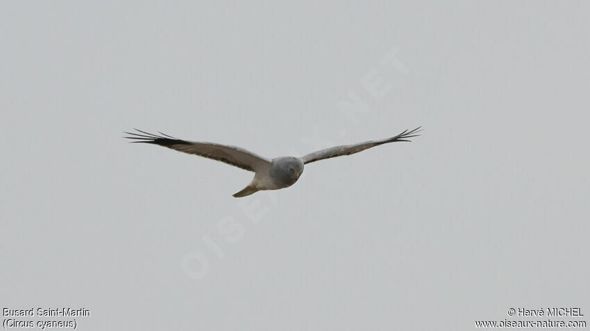 Hen Harrier male adult