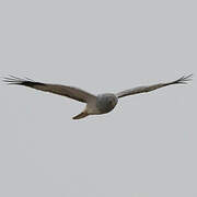 Hen Harrier