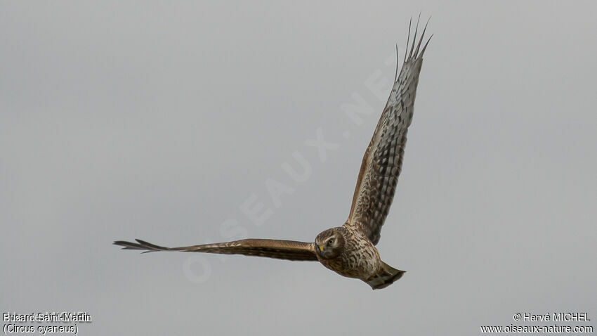 Hen Harrier female