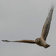 Hen Harrier