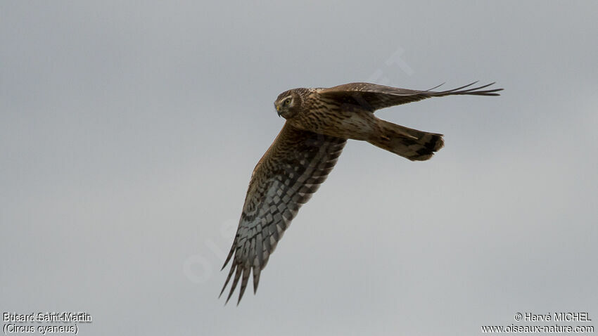 Hen Harrier female