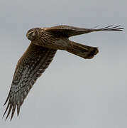 Hen Harrier