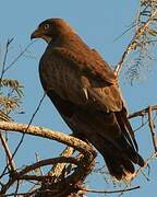 White-eyed Buzzard