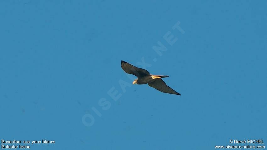 White-eyed Buzzard