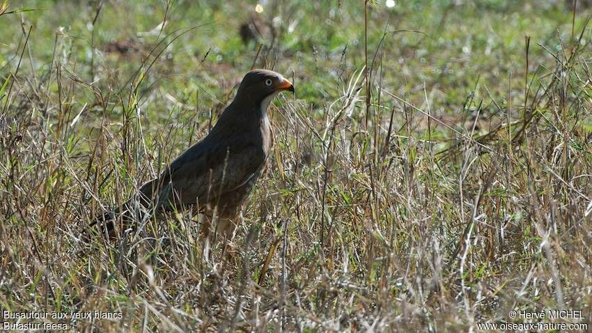 White-eyed Buzzard