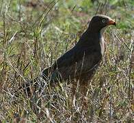 White-eyed Buzzard