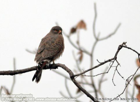 Grasshopper Buzzard