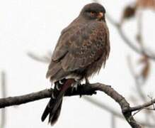 Grasshopper Buzzard