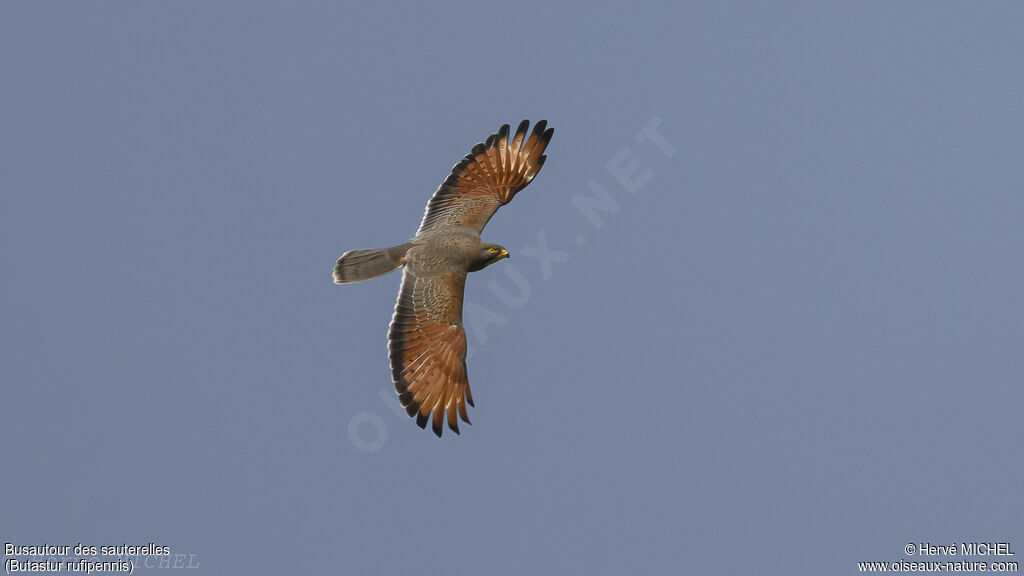 Grasshopper Buzzard