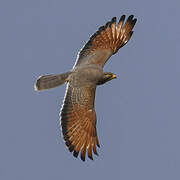 Grasshopper Buzzard