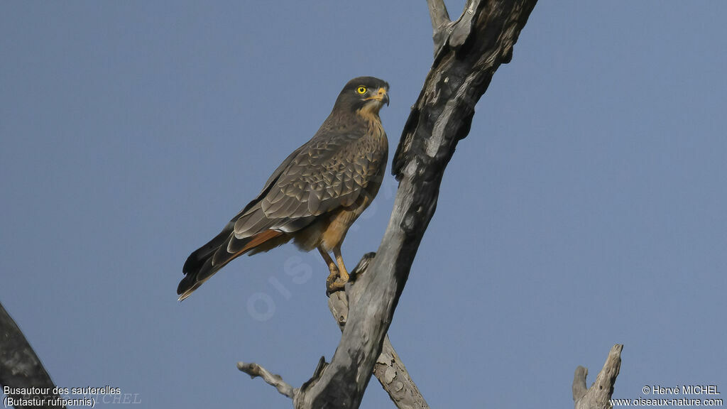 Grasshopper Buzzard