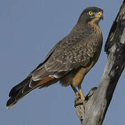 Grasshopper Buzzard