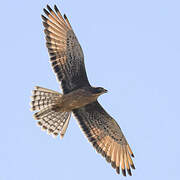 Grasshopper Buzzard