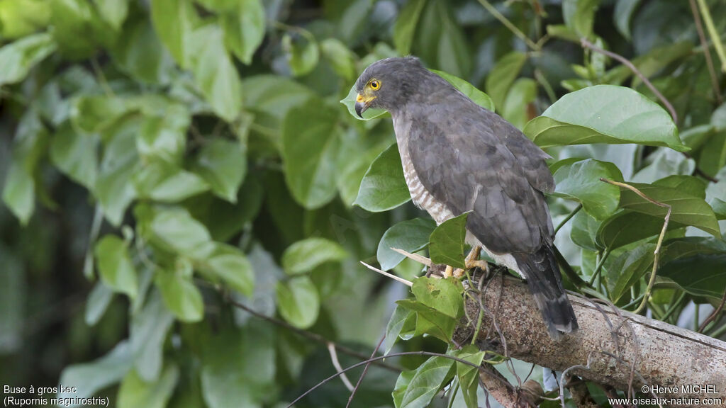 Roadside Hawkadult, identification