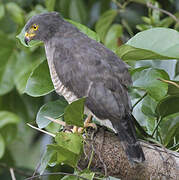 Roadside Hawk