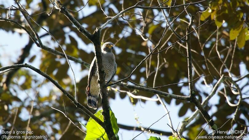 Roadside Hawk