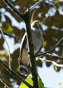 Roadside Hawk