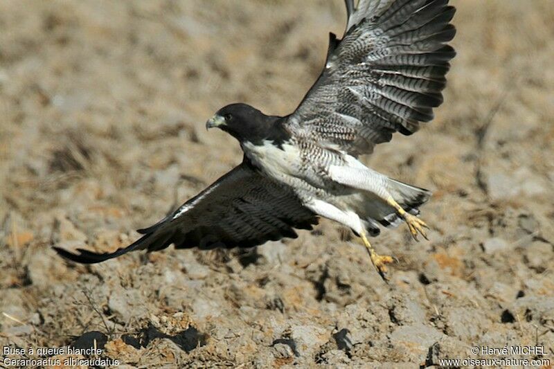 White-tailed Hawkadult, Flight