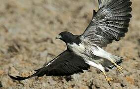 White-tailed Hawk