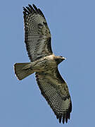 Red-tailed Hawk