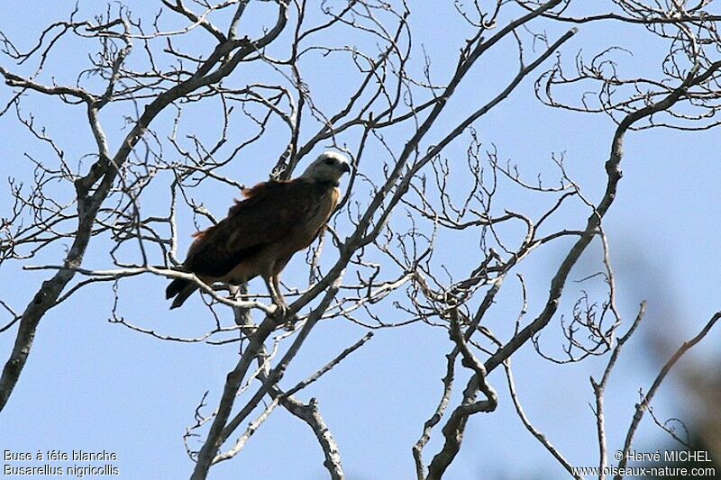 Black-collared Hawkadult, identification