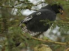 Augur Buzzard